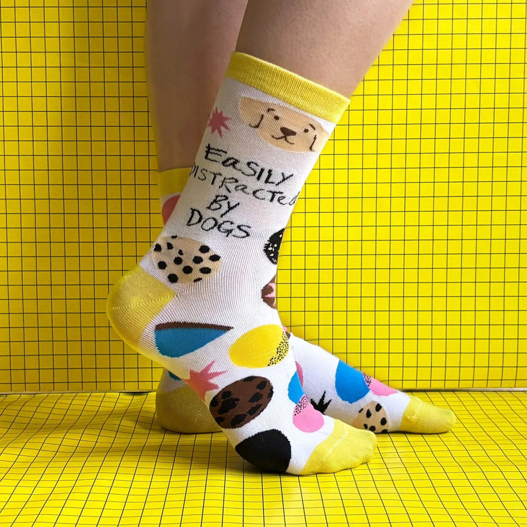 Socks - easily distracted by dogs