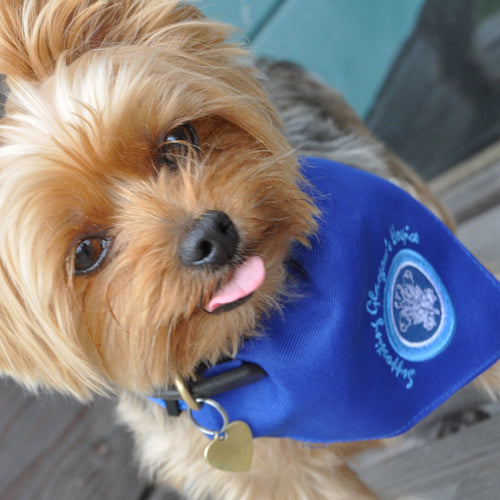 Prince and Prince Wales Hospice Bandana on Yorkshire terrier Dog