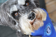 Load image into Gallery viewer, Prince and Prince Wales Hospice PPWH Bandana for Dogs on a schnauzer

